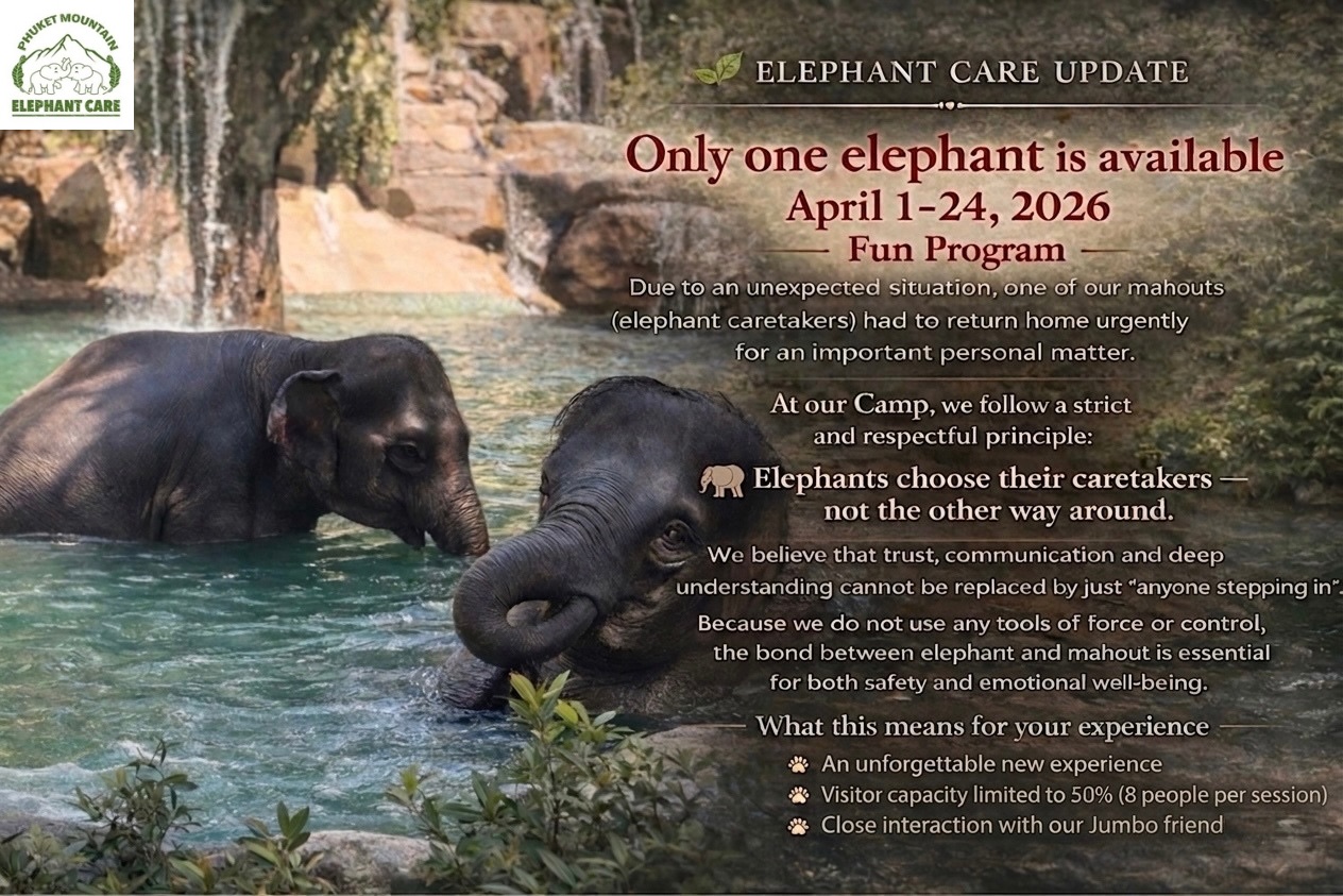 Phuket Mountain Elephant Care